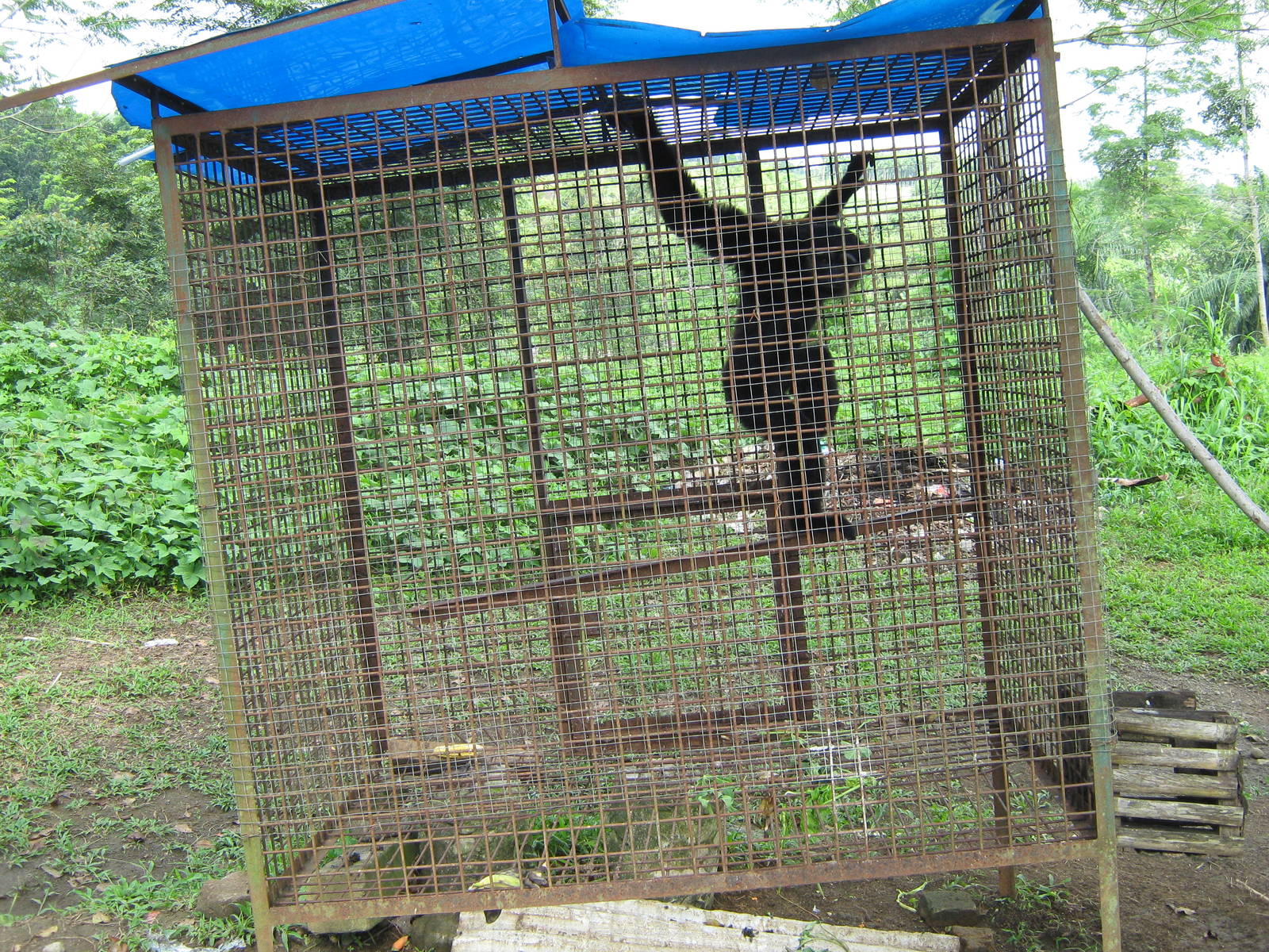 agile gibbon (Hylobates agilis)