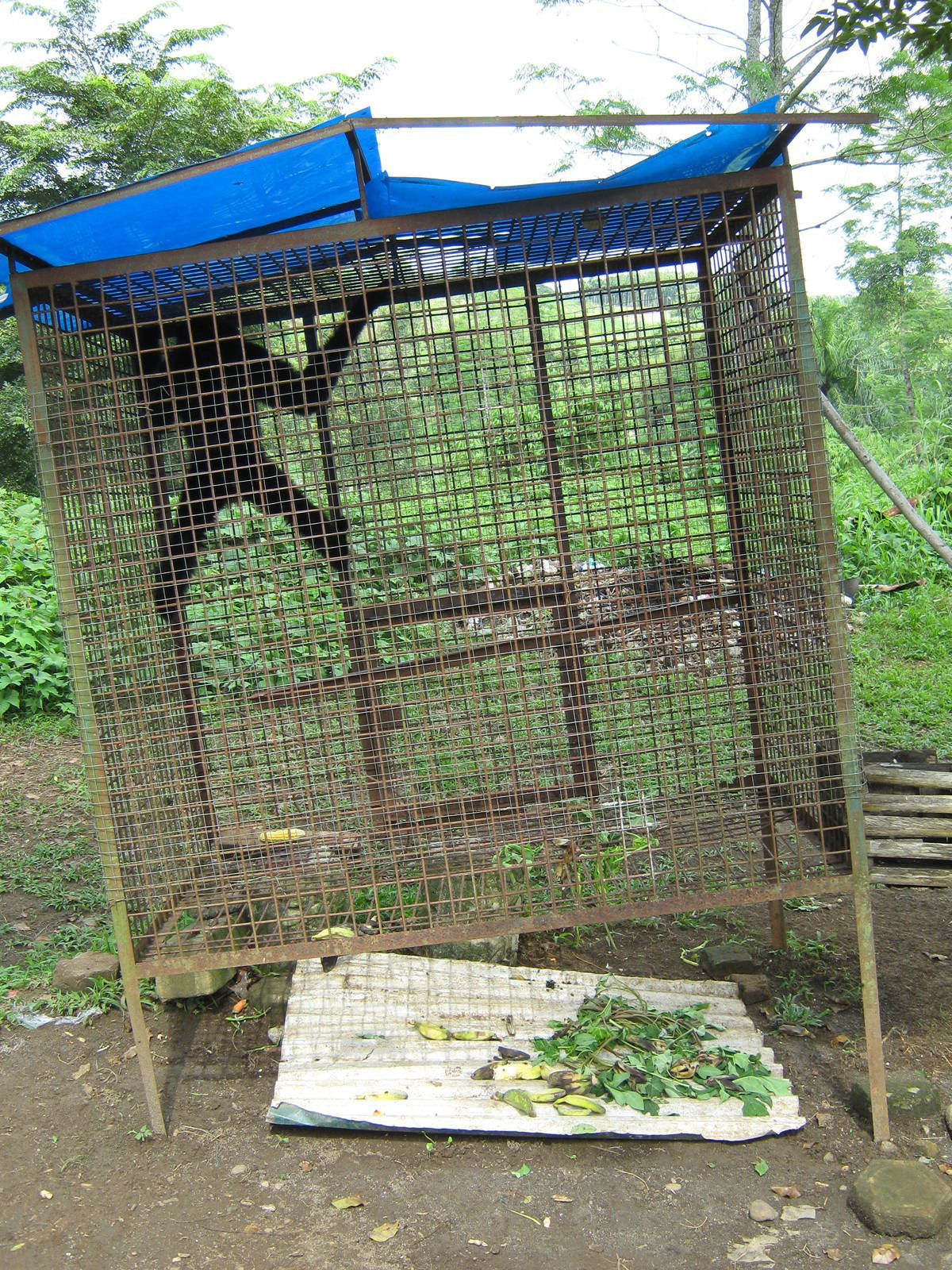 agile gibbon (Hylobates agilis)