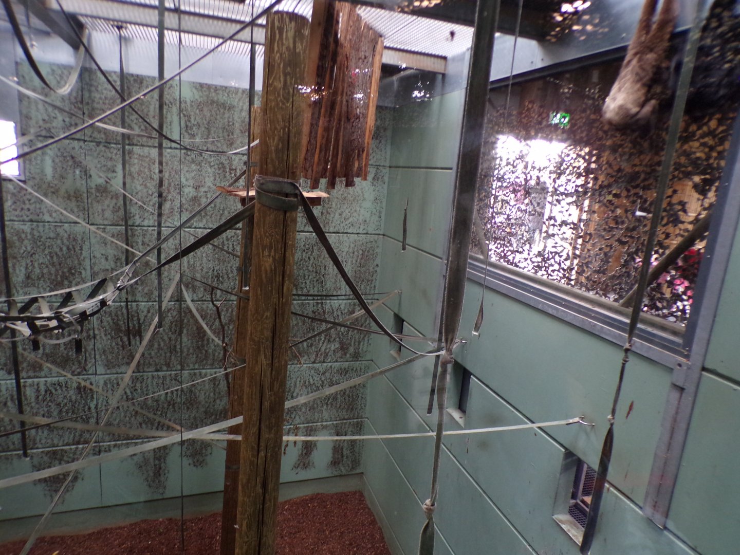 Agile gibbon indoors 7.7.24