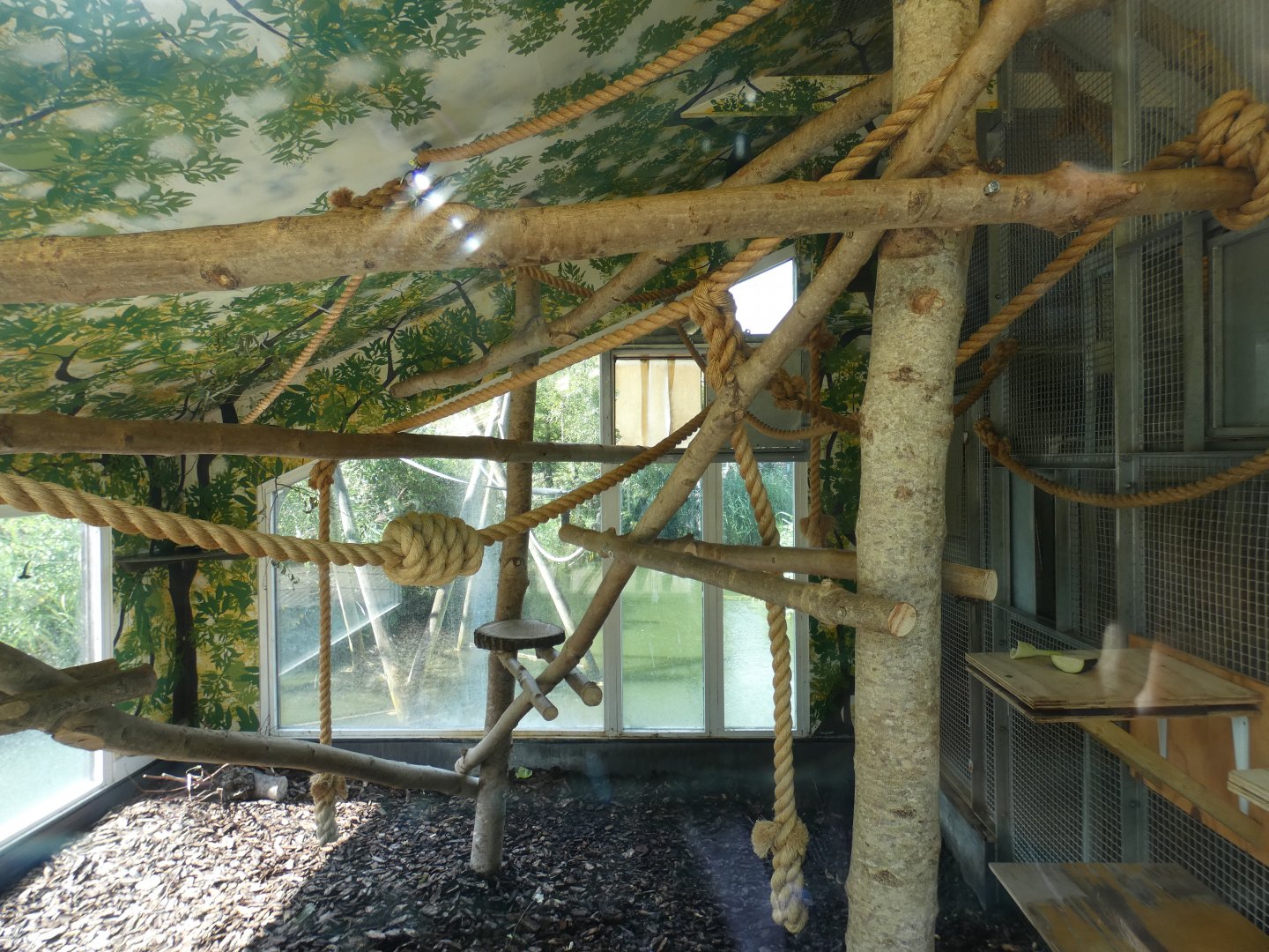 Agile Gibbon indoors