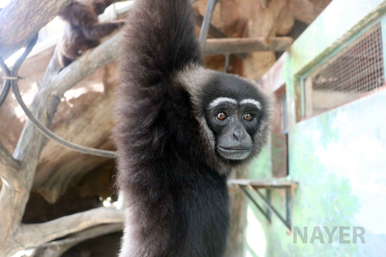 Agile gibbon, Schmutzer primate centre, June 2016