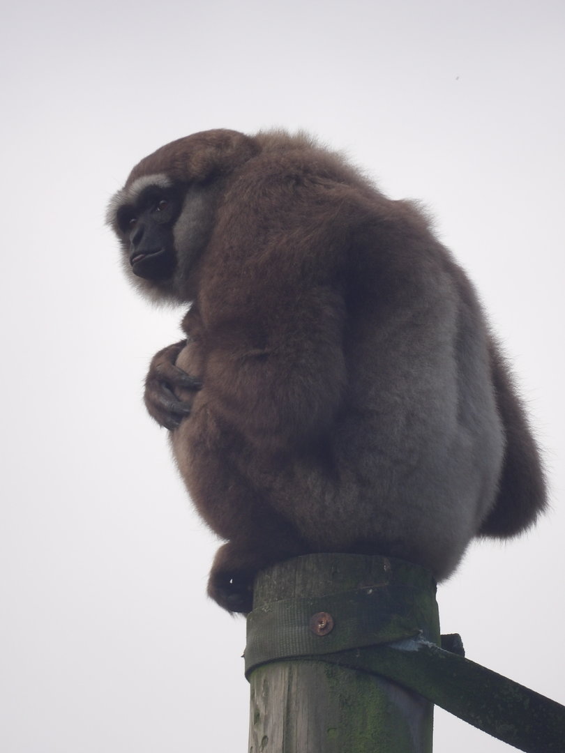Agile Gibbon - Storm (Hylobates agilis)