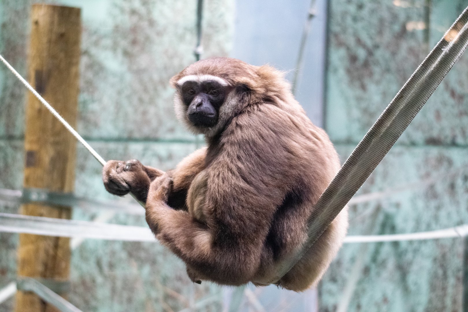Agile Gibbon - Storm - Twycross