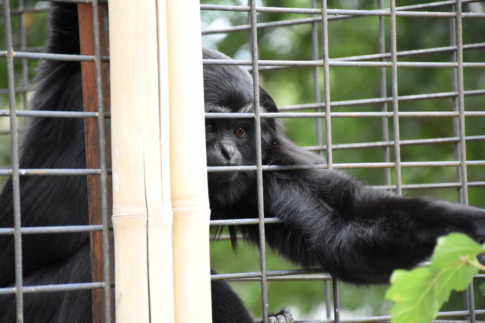 Agile gibbon - Tierpark Germendorf/Eichholz