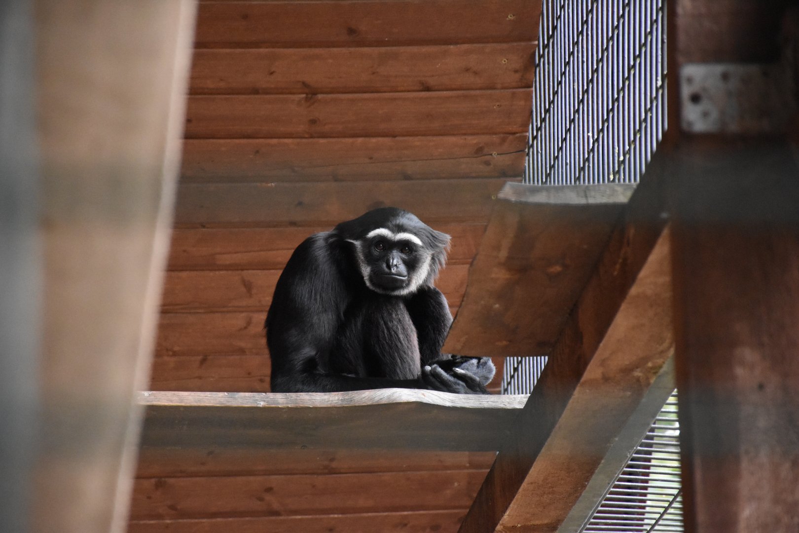 Agile gibbon - Tierpark Germendorf/Eichholz