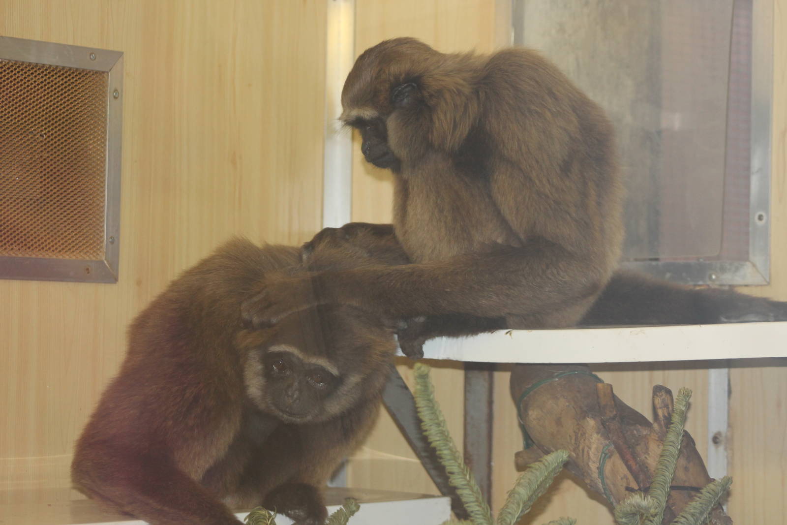 Agile Gibbon Twycross 2013