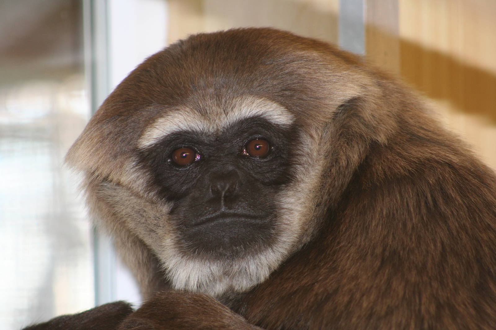 Agile Gibbon @ Twycross; 22.10.2010
