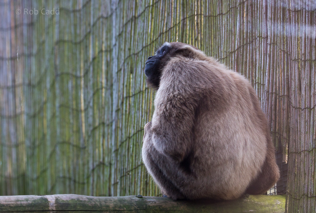 Agile gibbon : Twycross : 22 Oct 2015