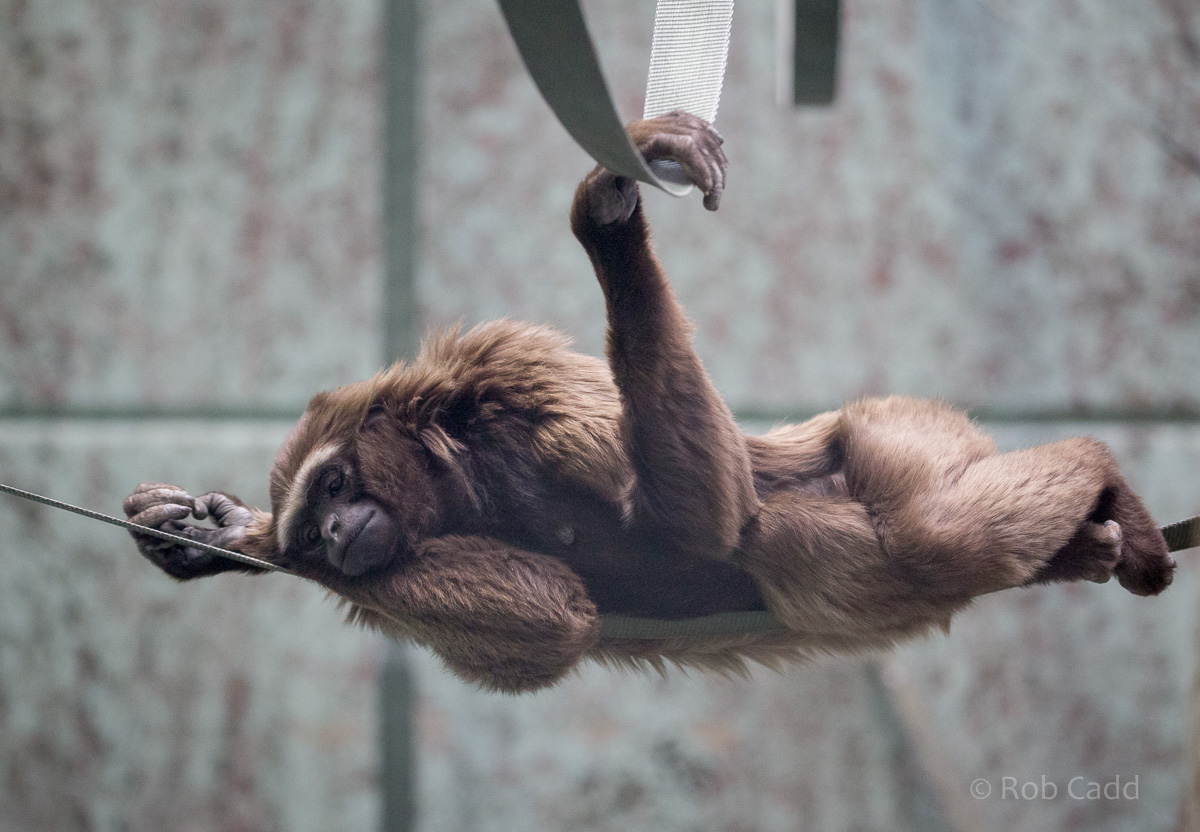 Agile gibbon : Twycross : 26 Feb 2016