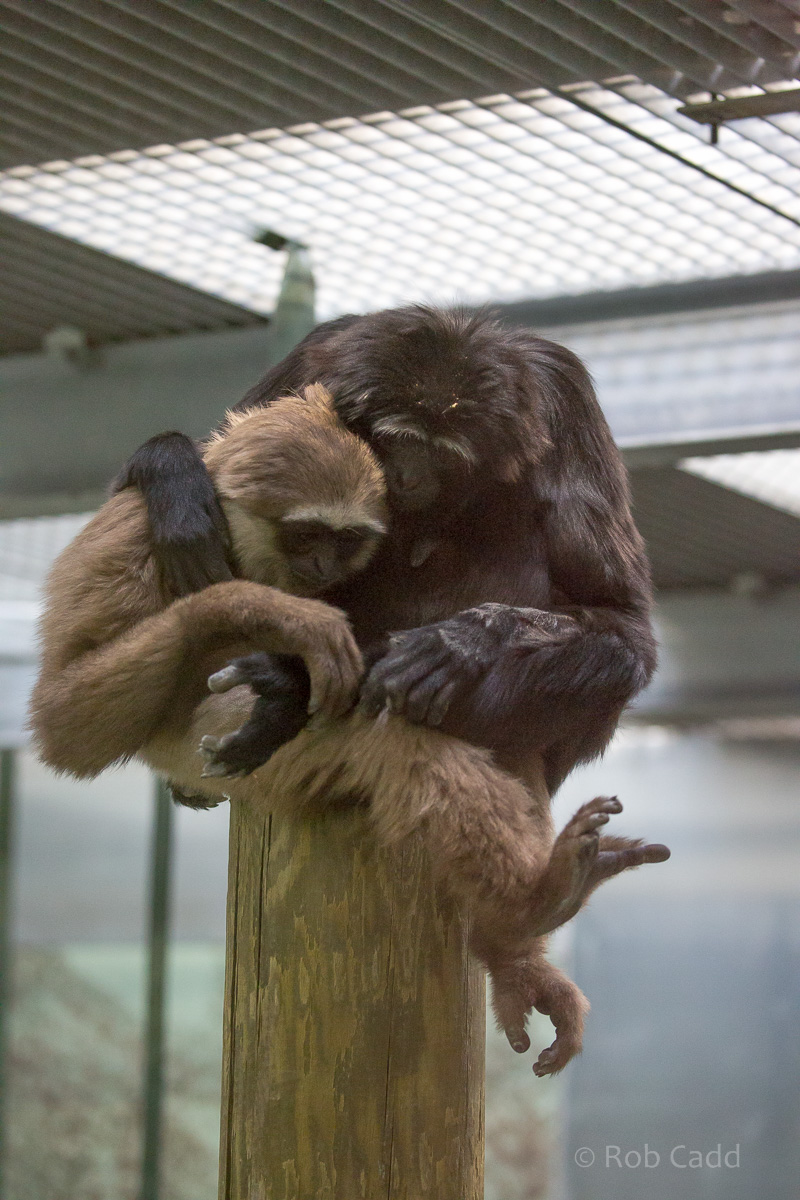 Agile gibbon : Twycross : 26 Feb 2016