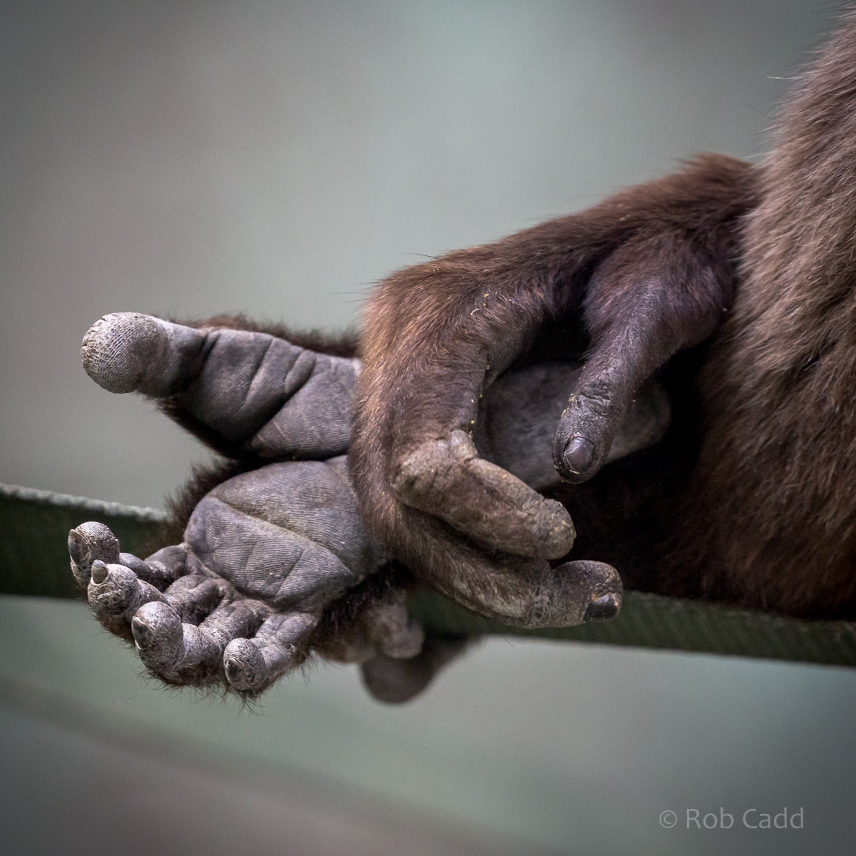 Agile gibbon : Twycross : 26 Feb 2016