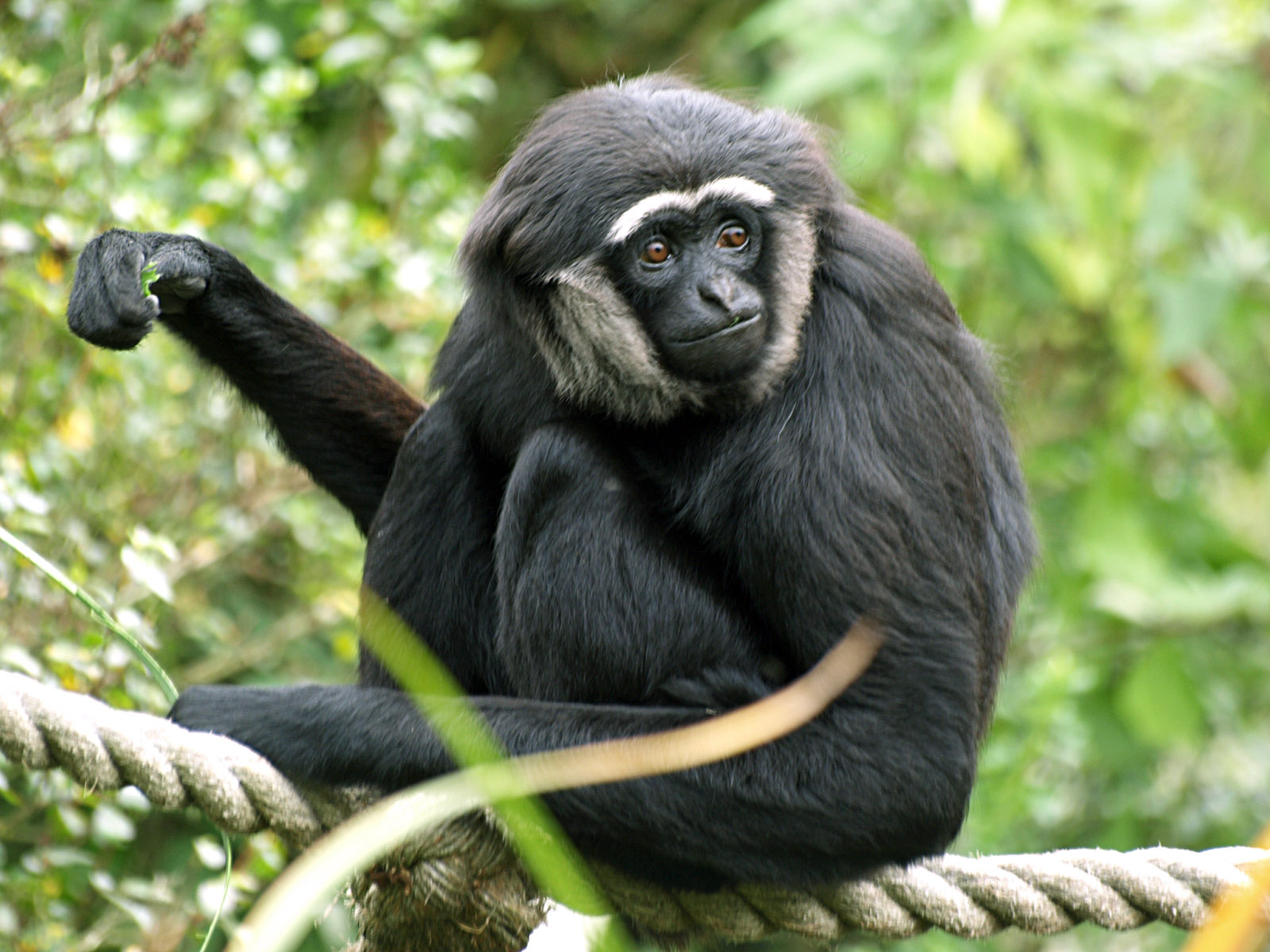Agile gibbon