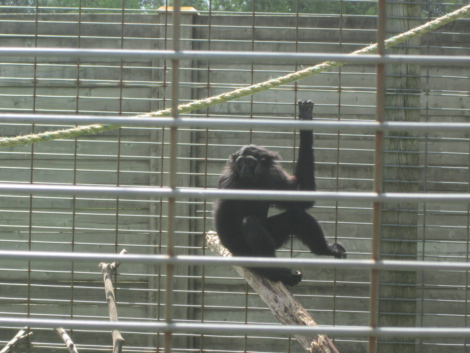 Agile Gibbon?