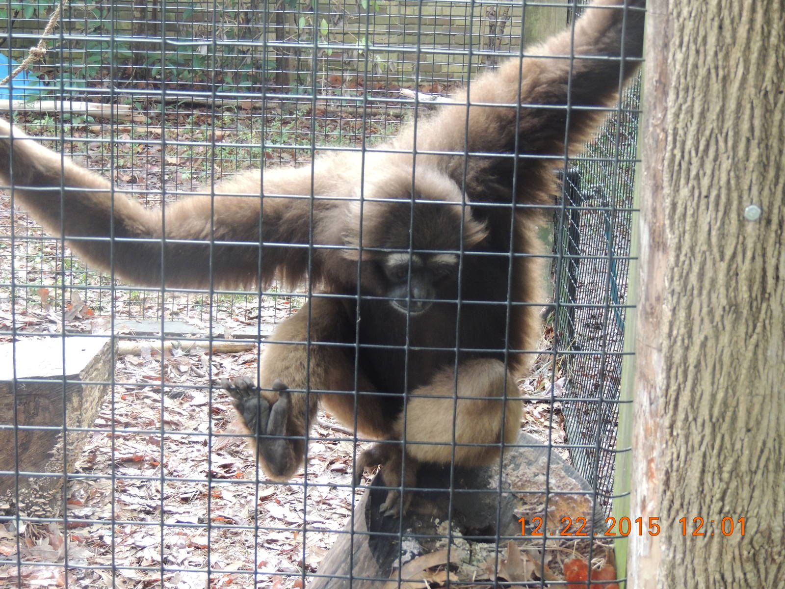 agile gibbon