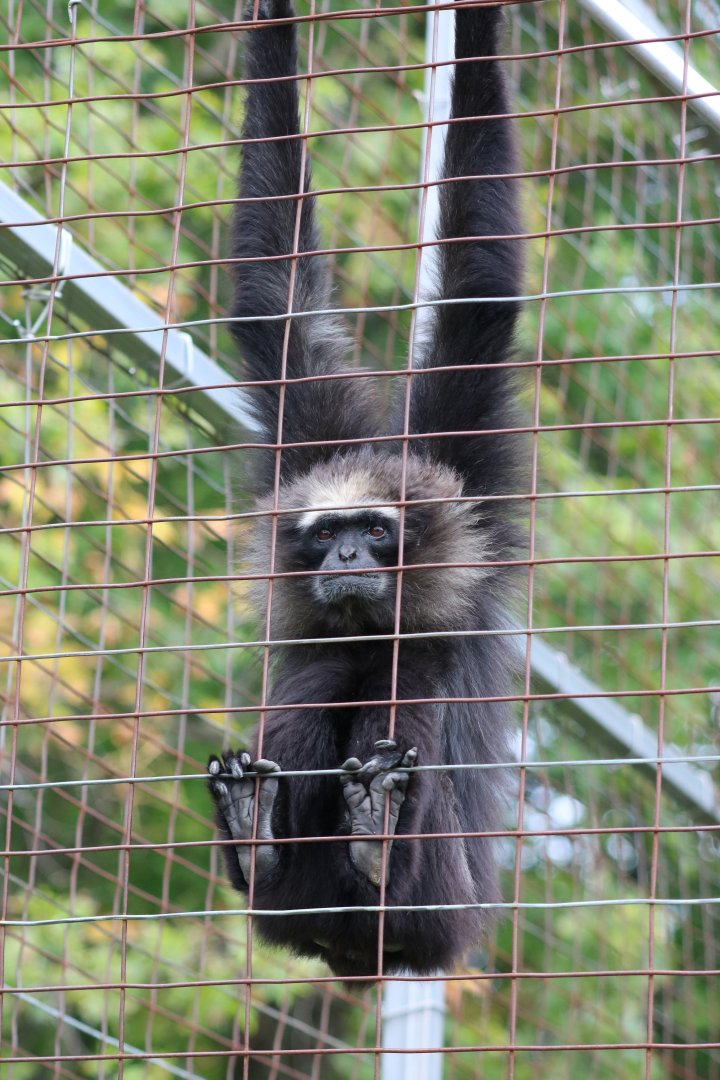 Agile Gibbon