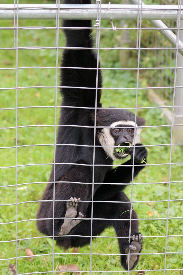 Agile Gibbon