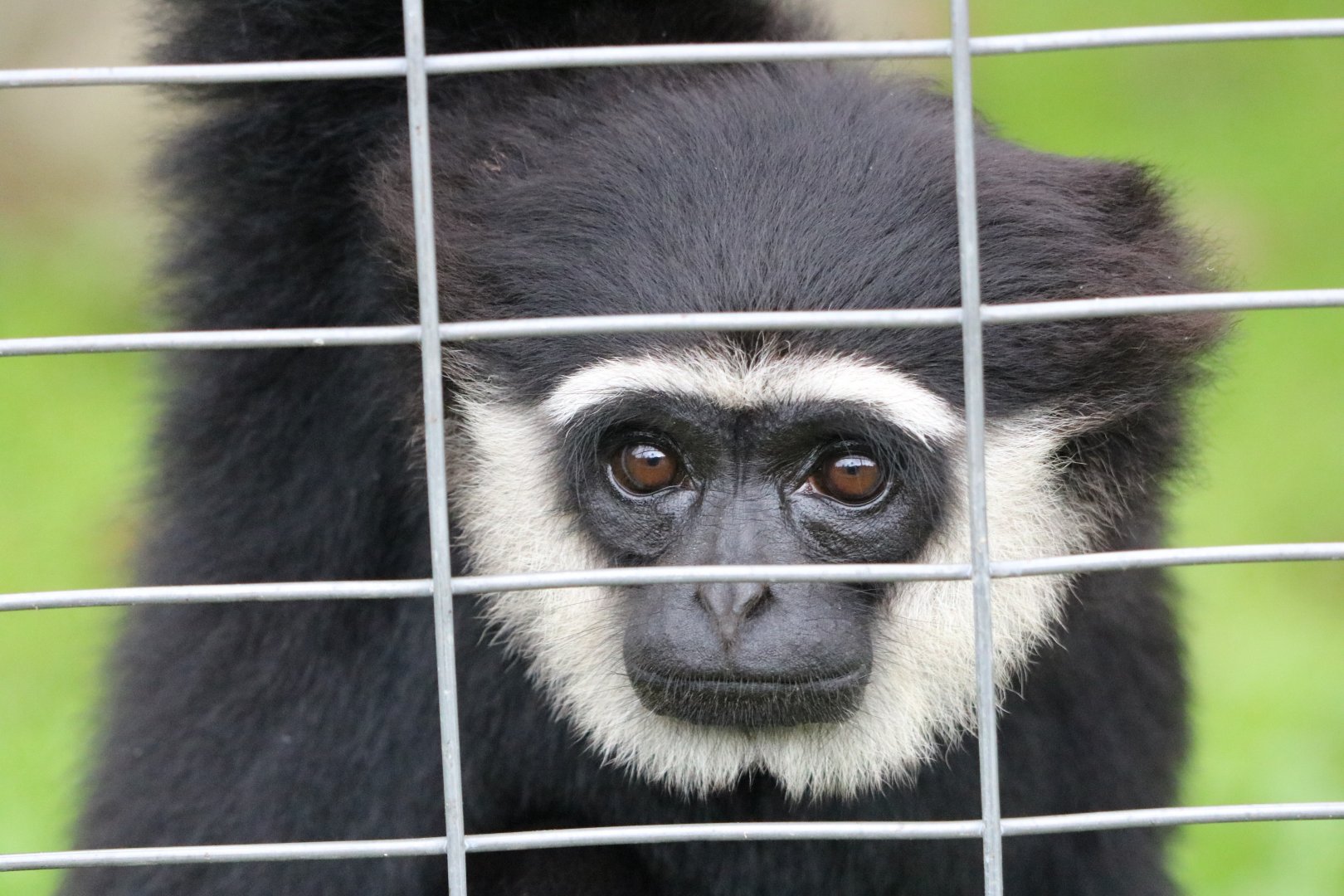 Agile Gibbon