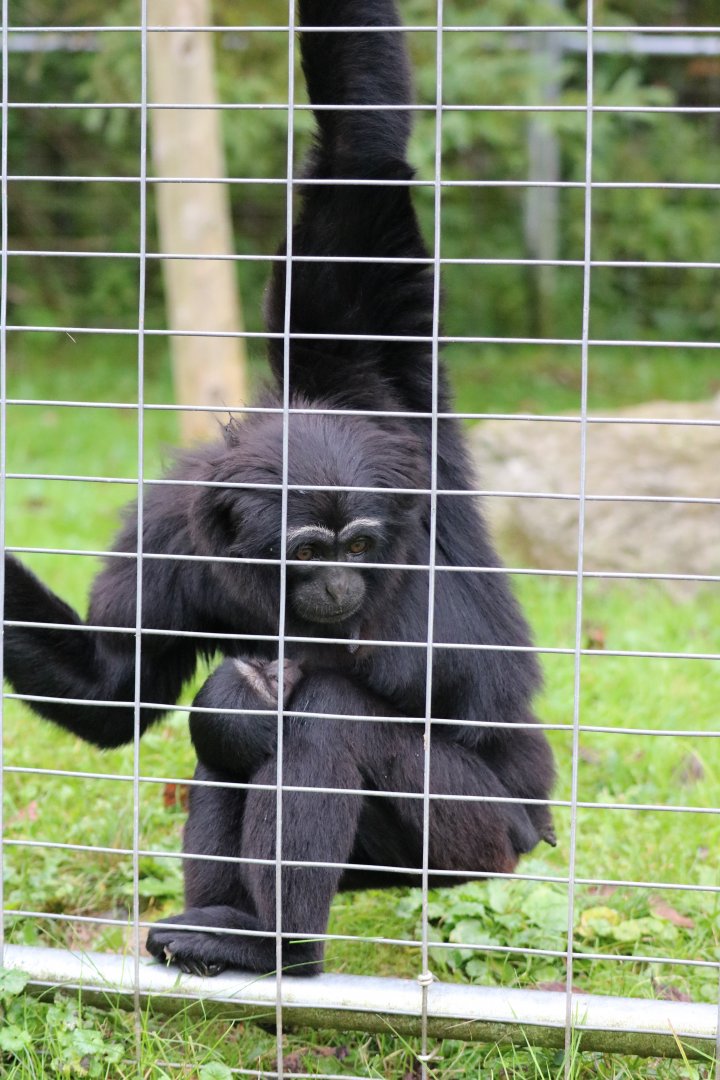 Agile Gibbon