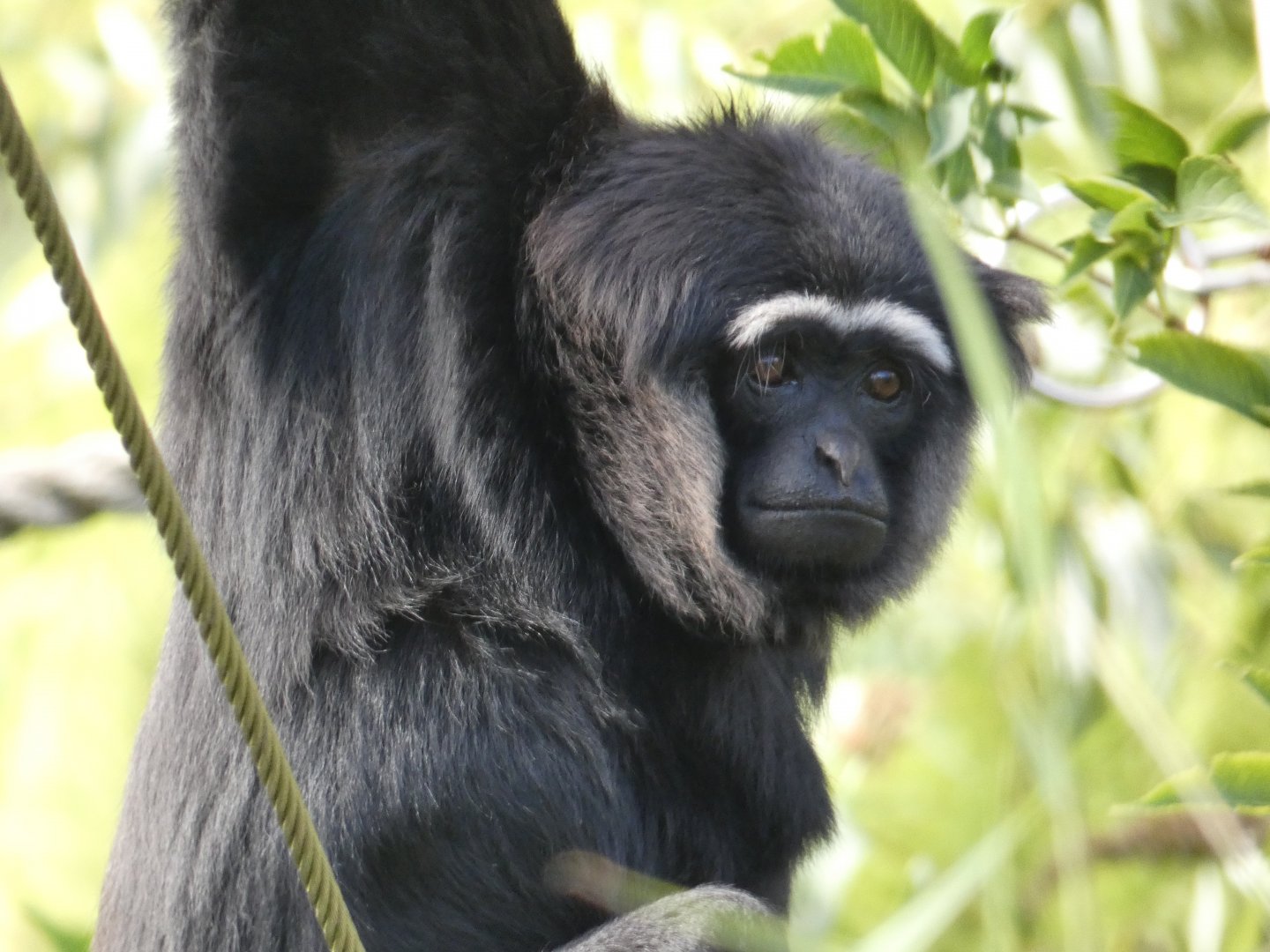 Agile Gibbon