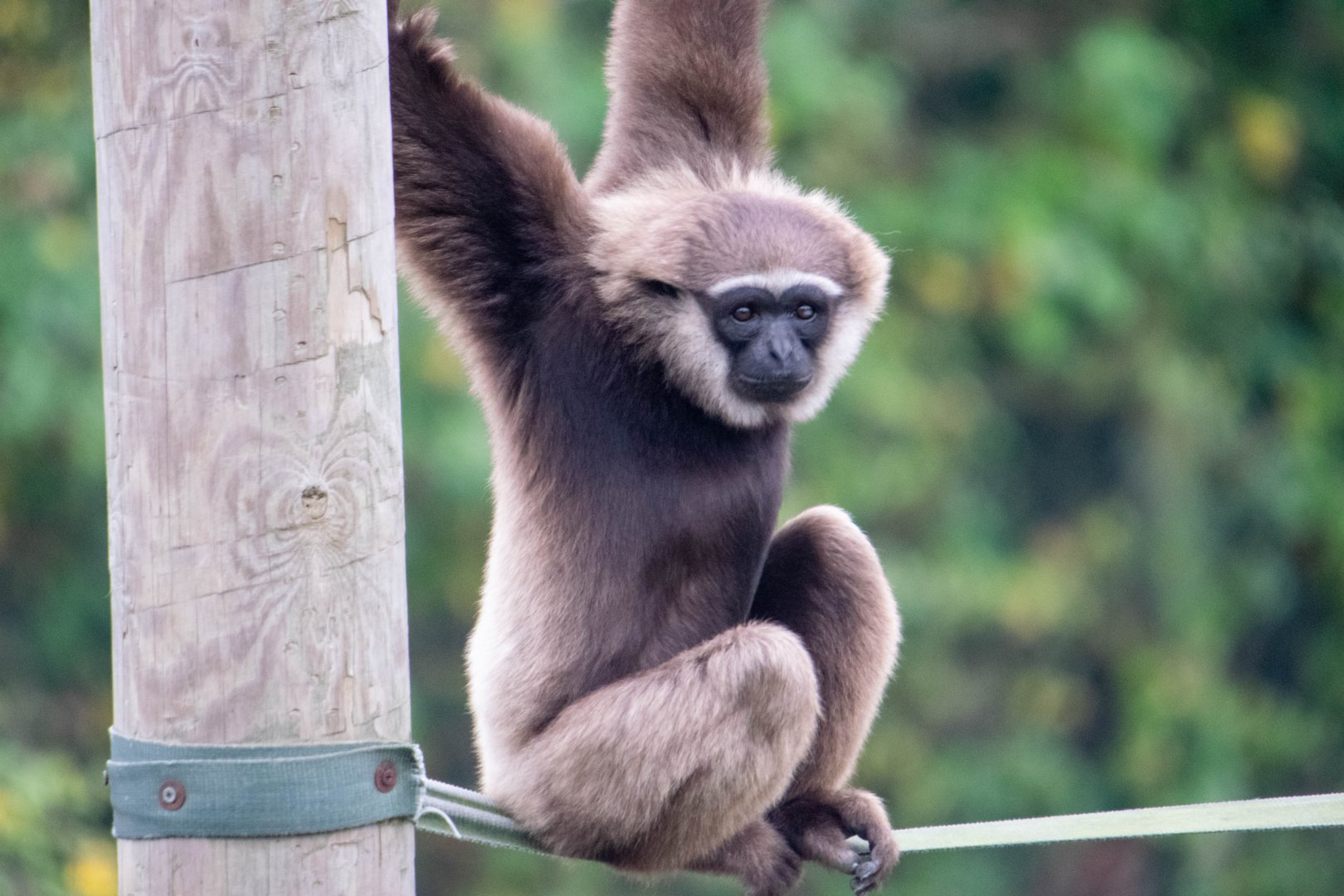 Agile Gibbon