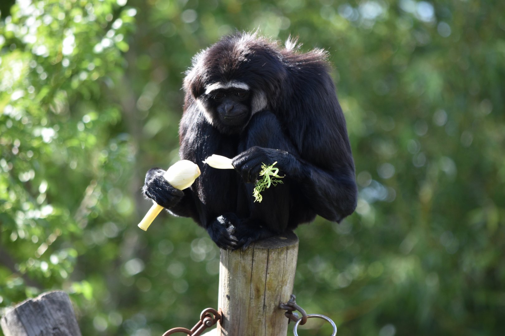 Agile gibbon