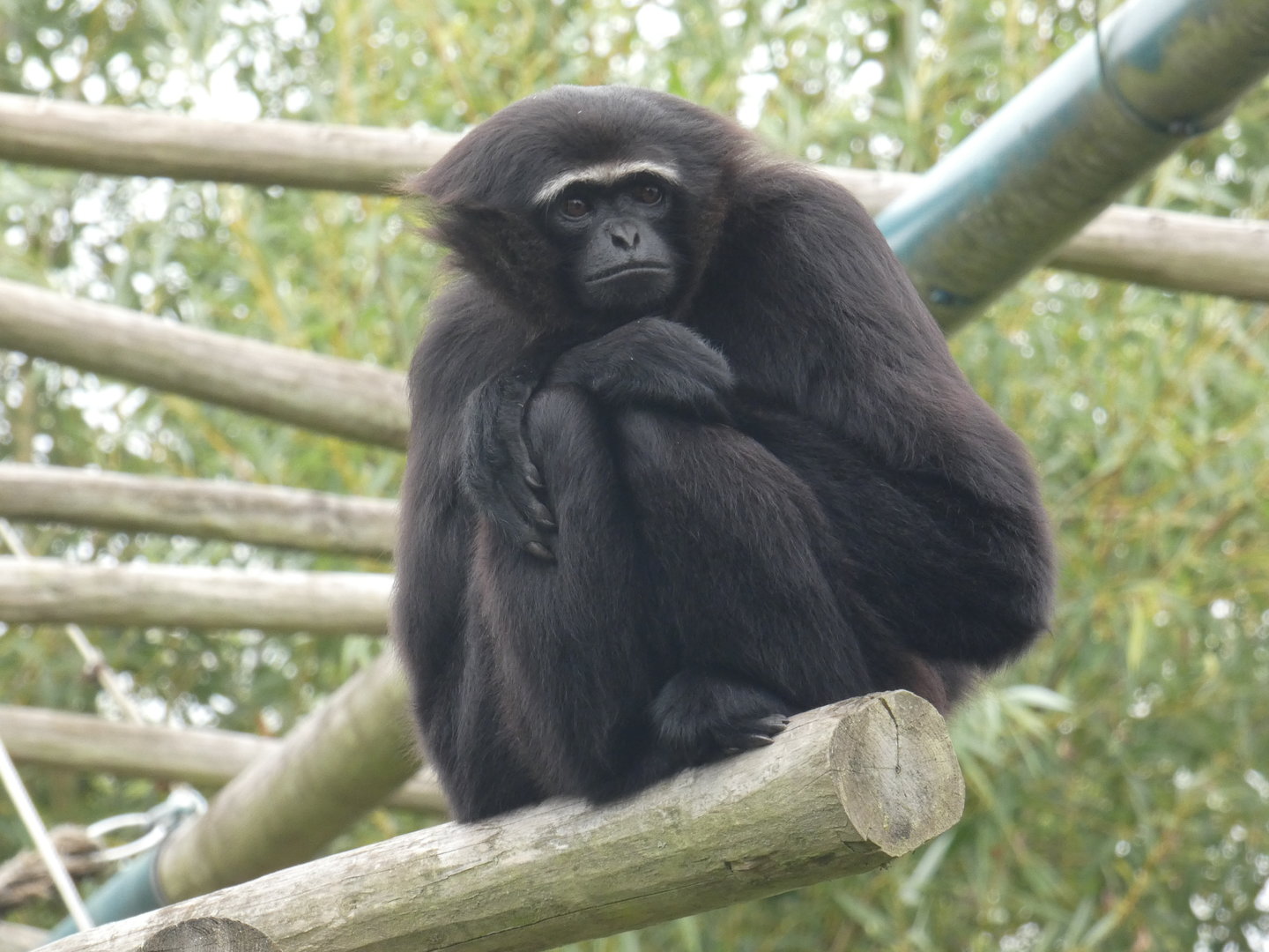 Agile gibbon