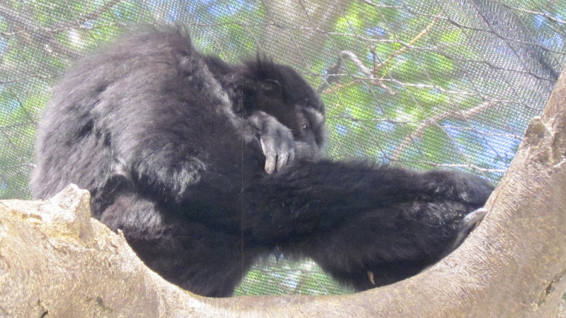 Agile Gibbon