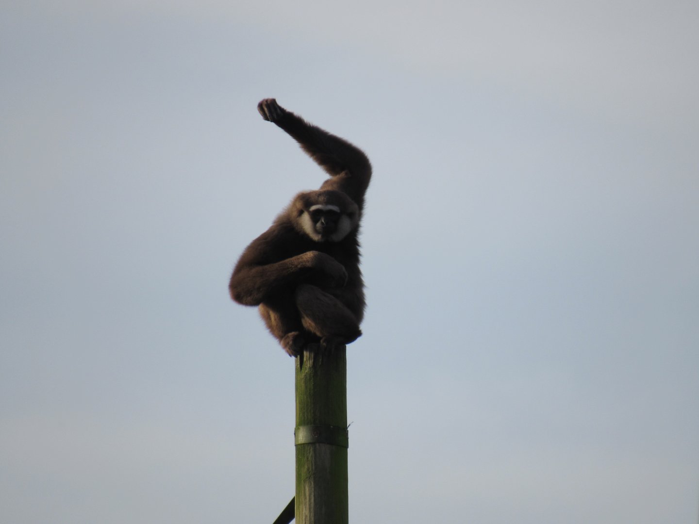 Agile gibbon