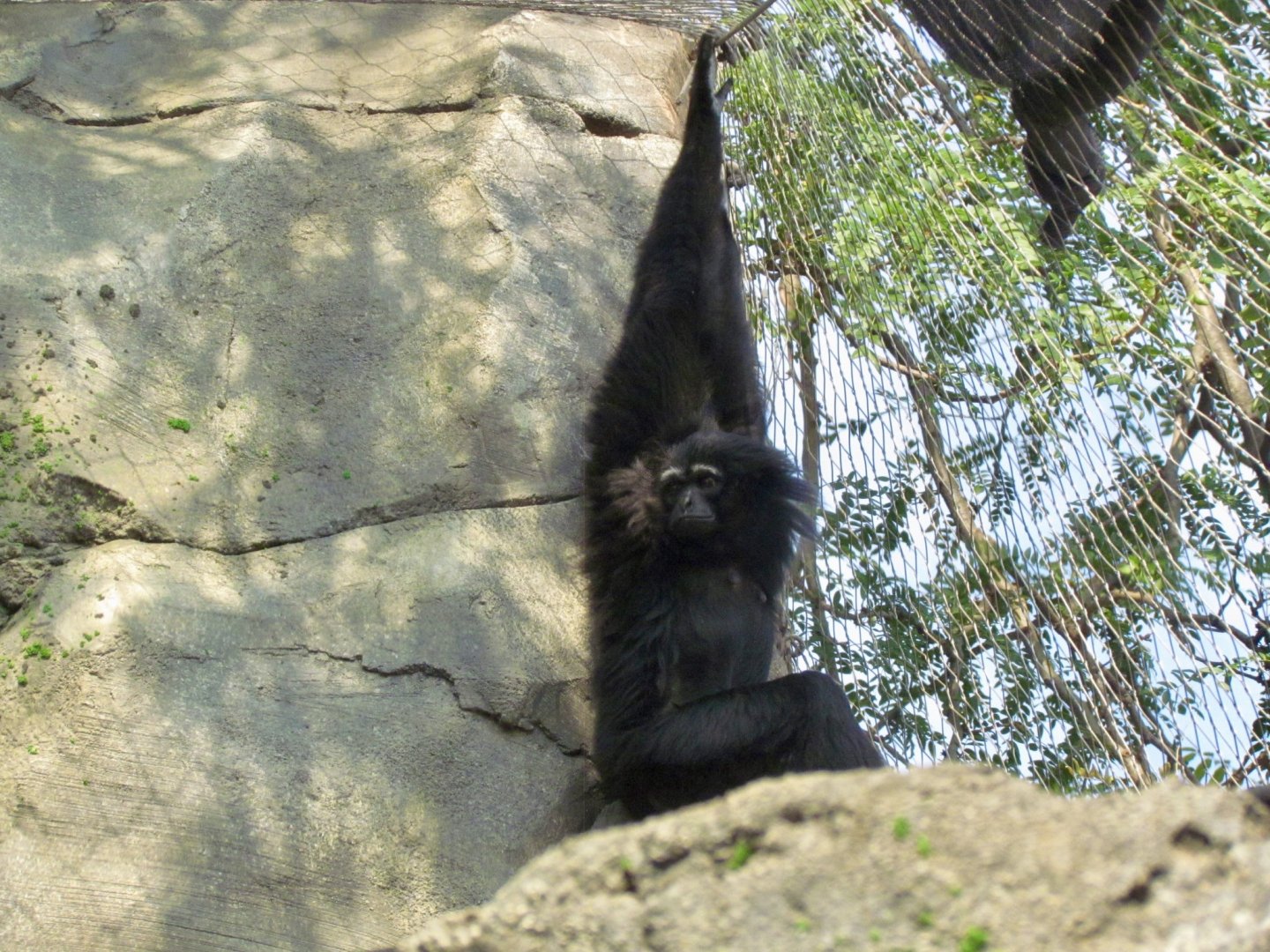 Agile Gibbon