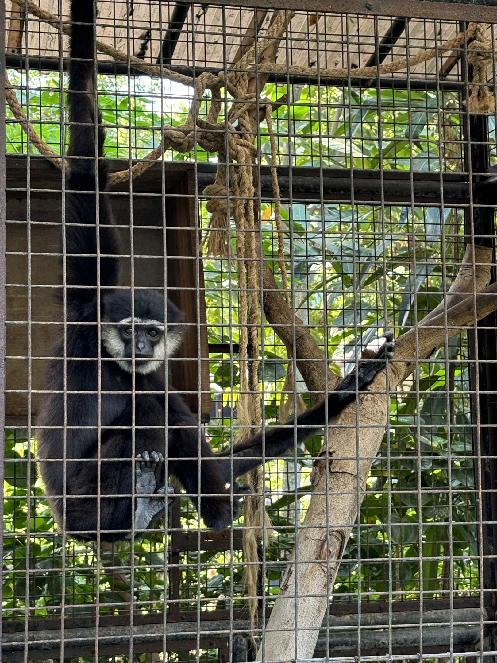 Agile Gibbon