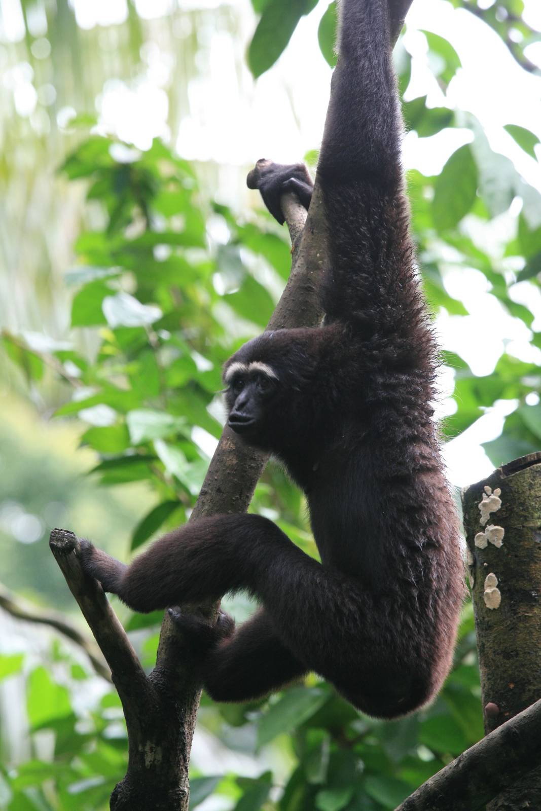 Agile gibbon