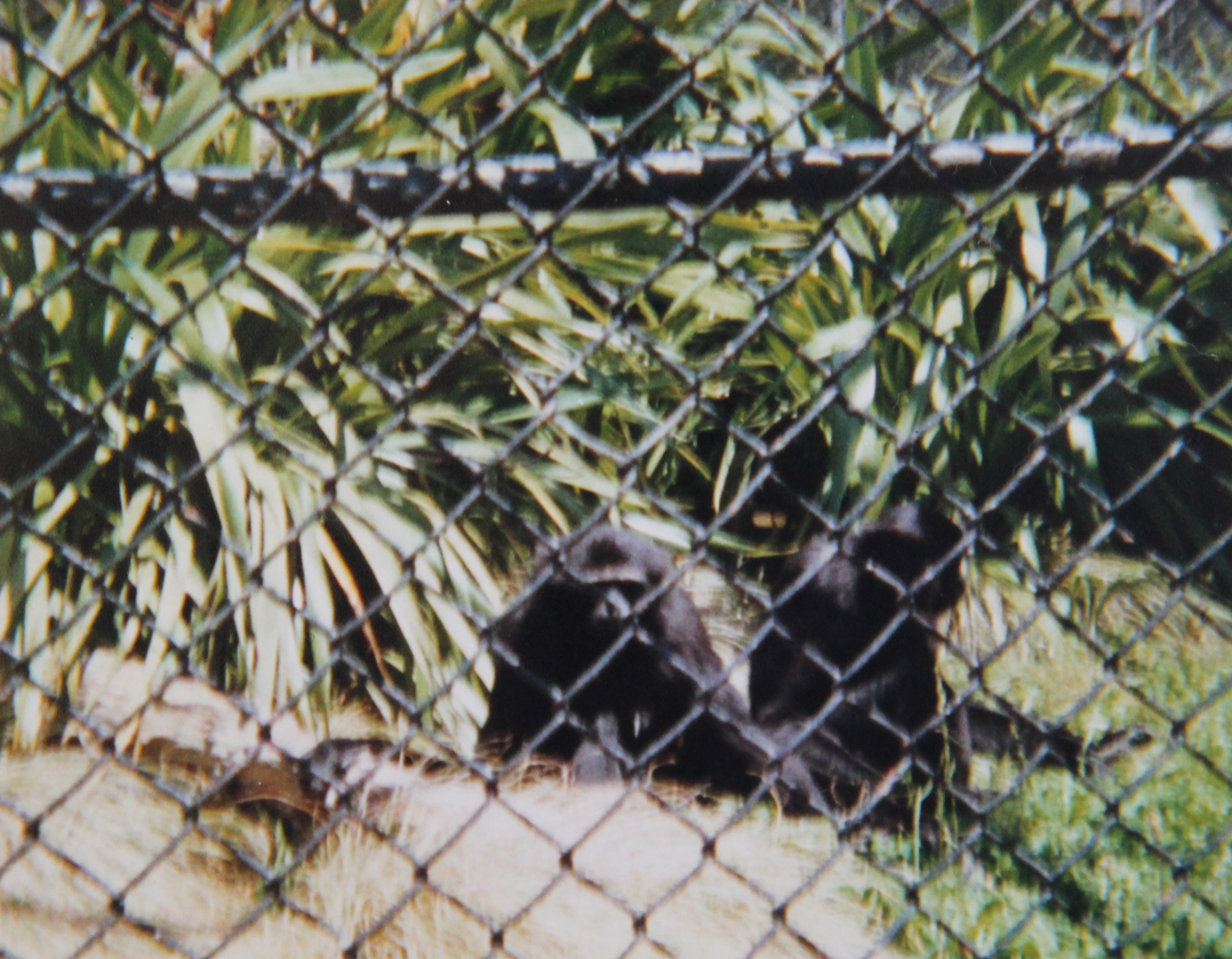 Agile Gibbons (1988)