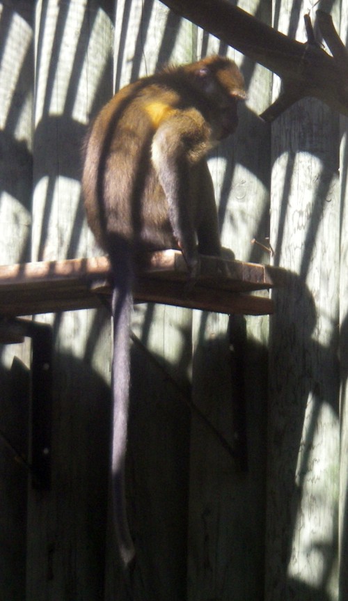 Agile (golden-bellied) Mangabey (Cercocebus agilis)