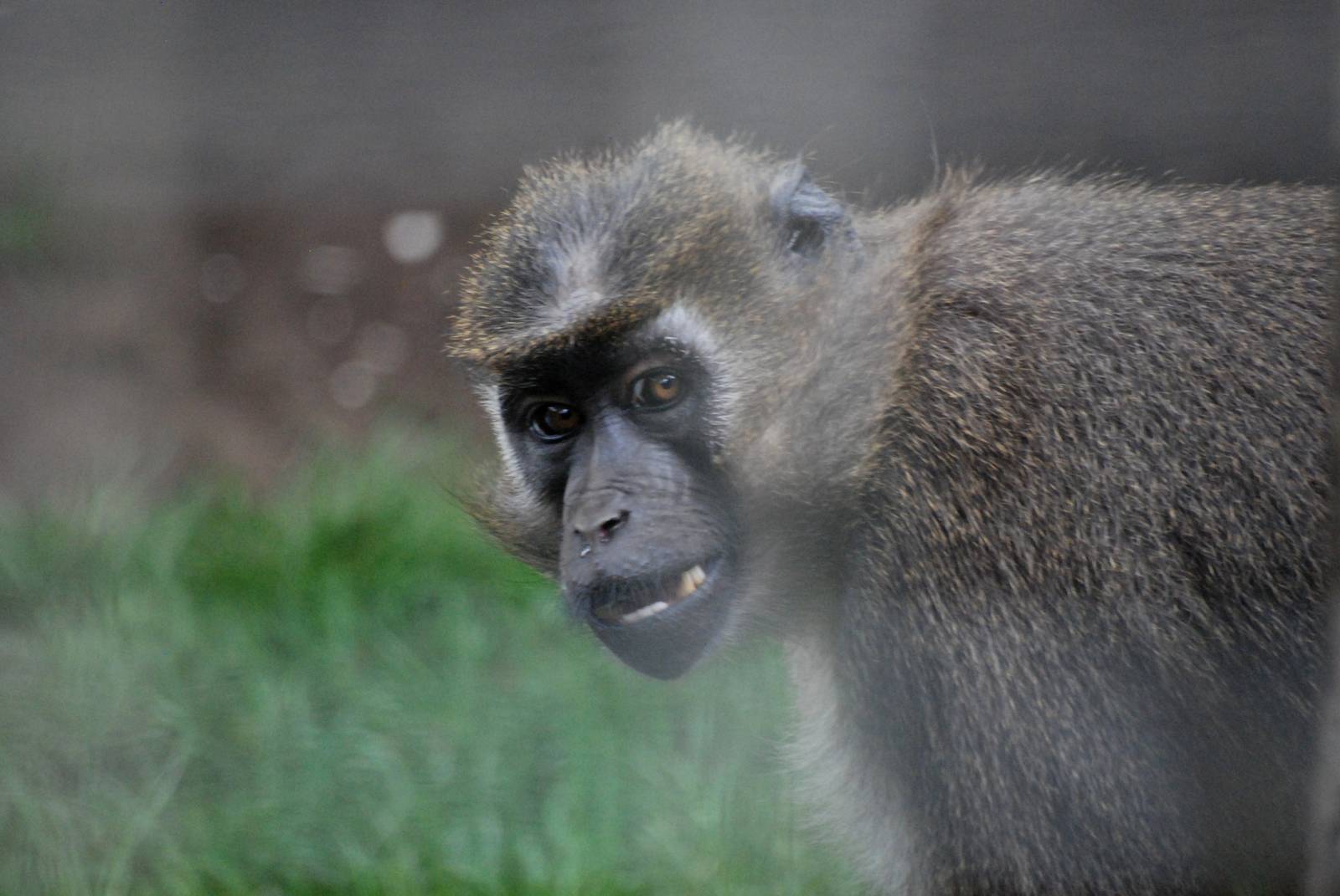 Agile Mangabey at Wissel Zoo, Epe, 01/06/12