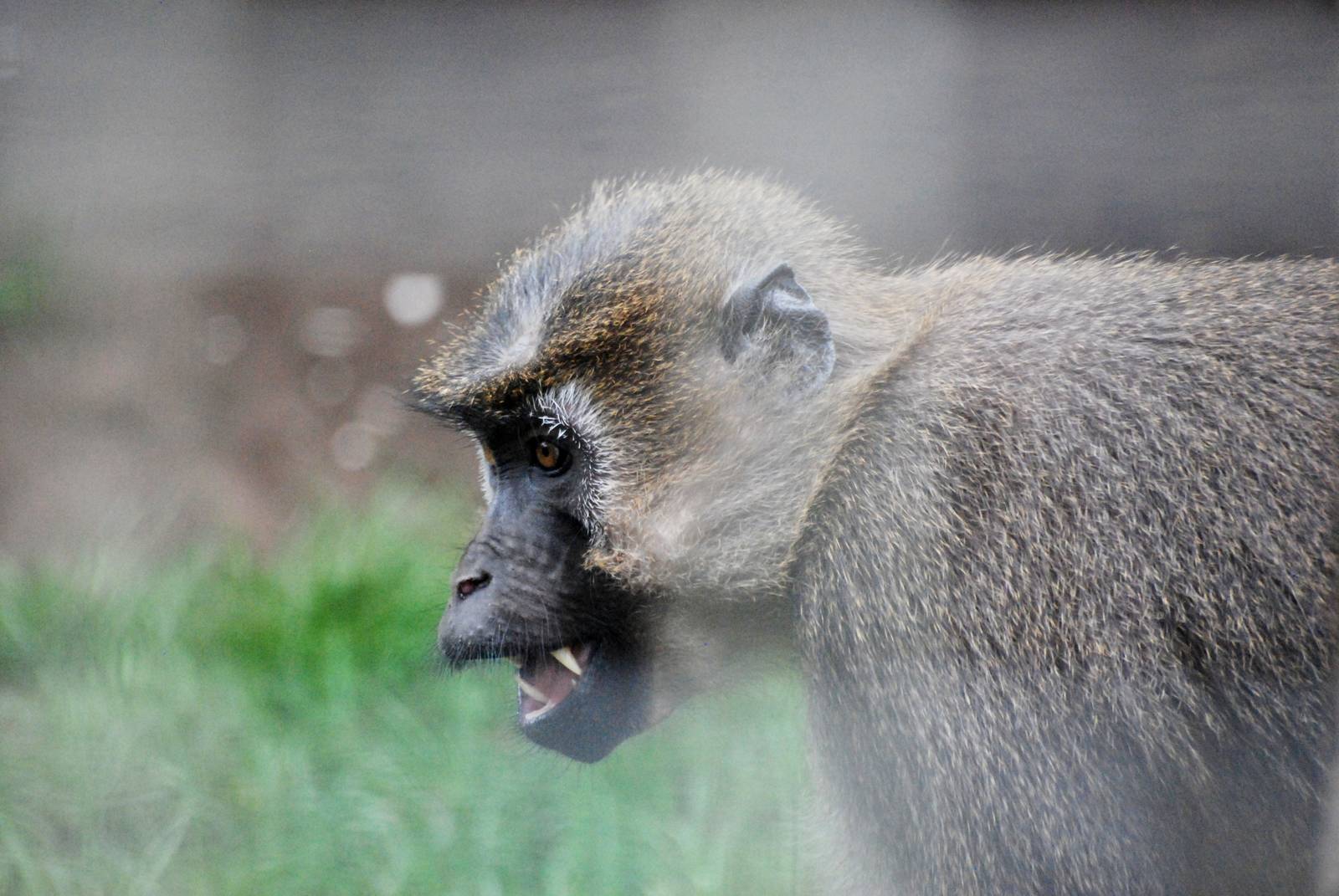 Agile Mangabey at Wissel Zoo, Epe, 01/06/12