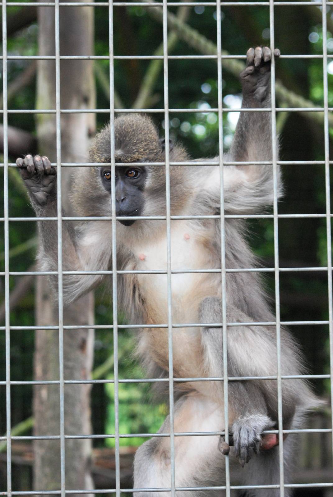 Agile Mangabey at Wissel Zoo, Epe, 01/06/12