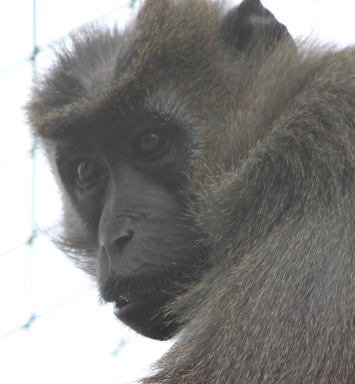 Agile mangabey