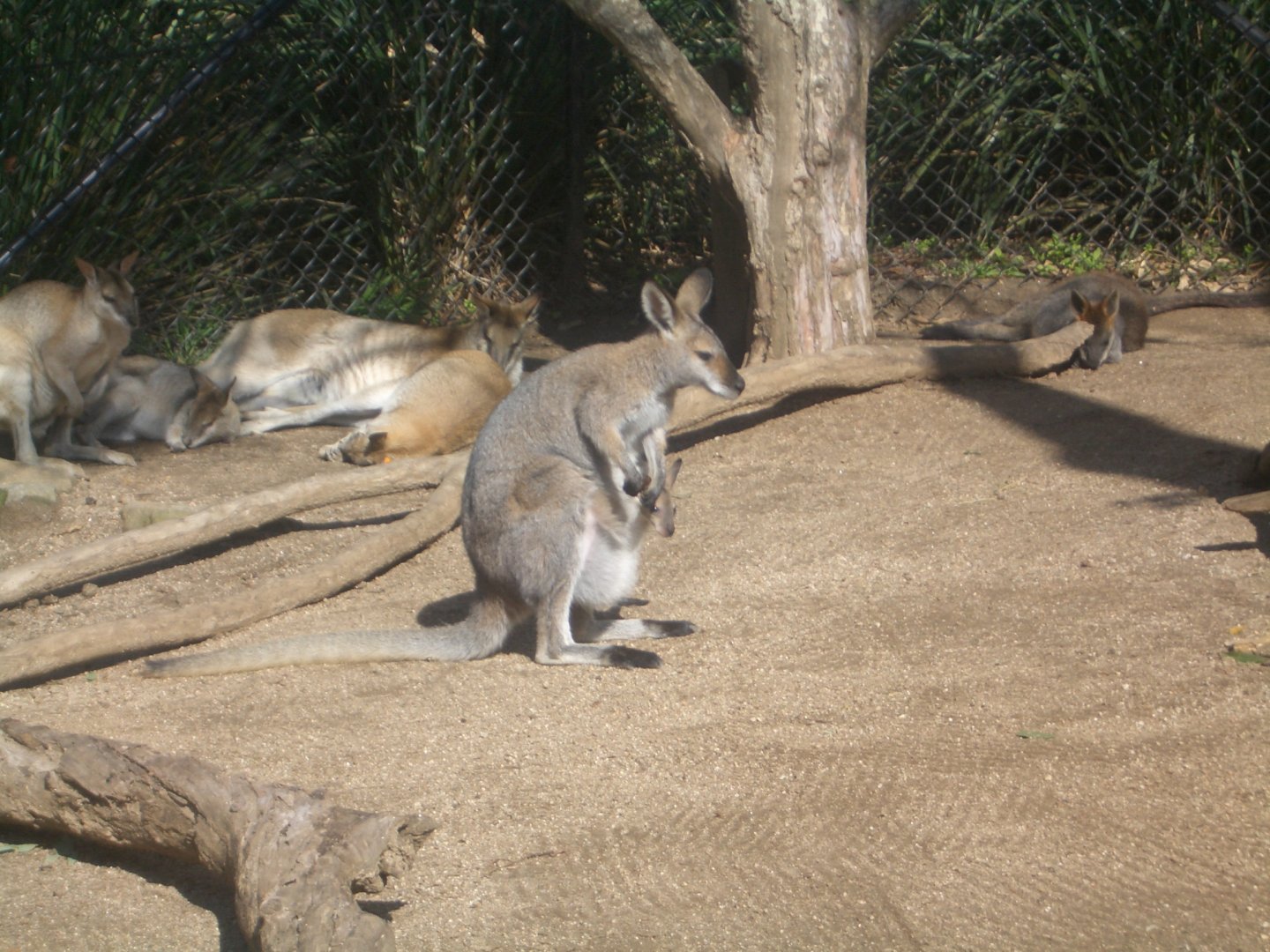 Agile, Red-necked and Swamp Wallaby