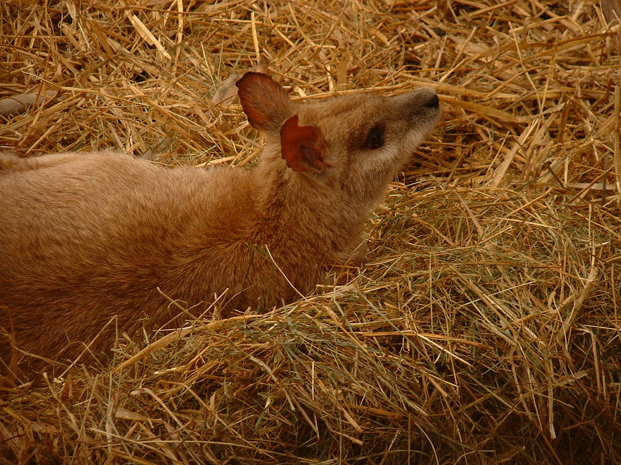 Agile (River Sand) Wallaby - Sept 2012