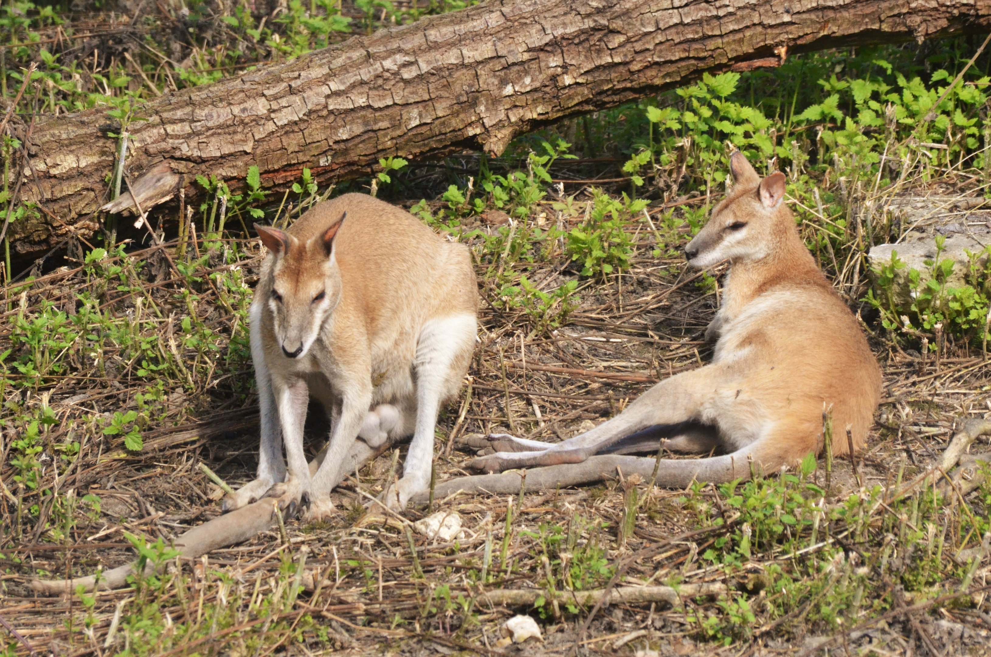 Agile Wallabies at Biotropica, 16/06/18