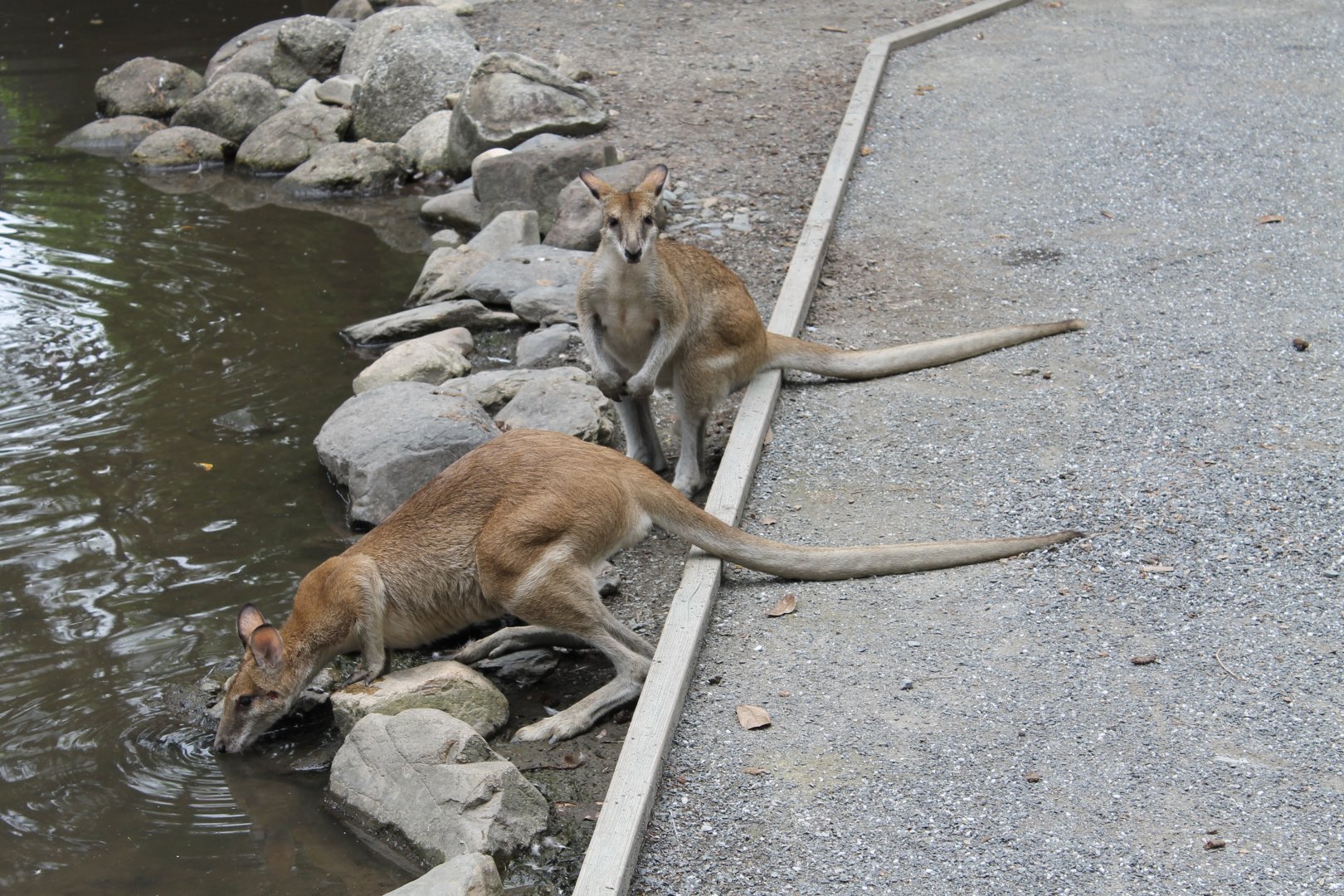 Agile Wallabies (Macropus agilis)