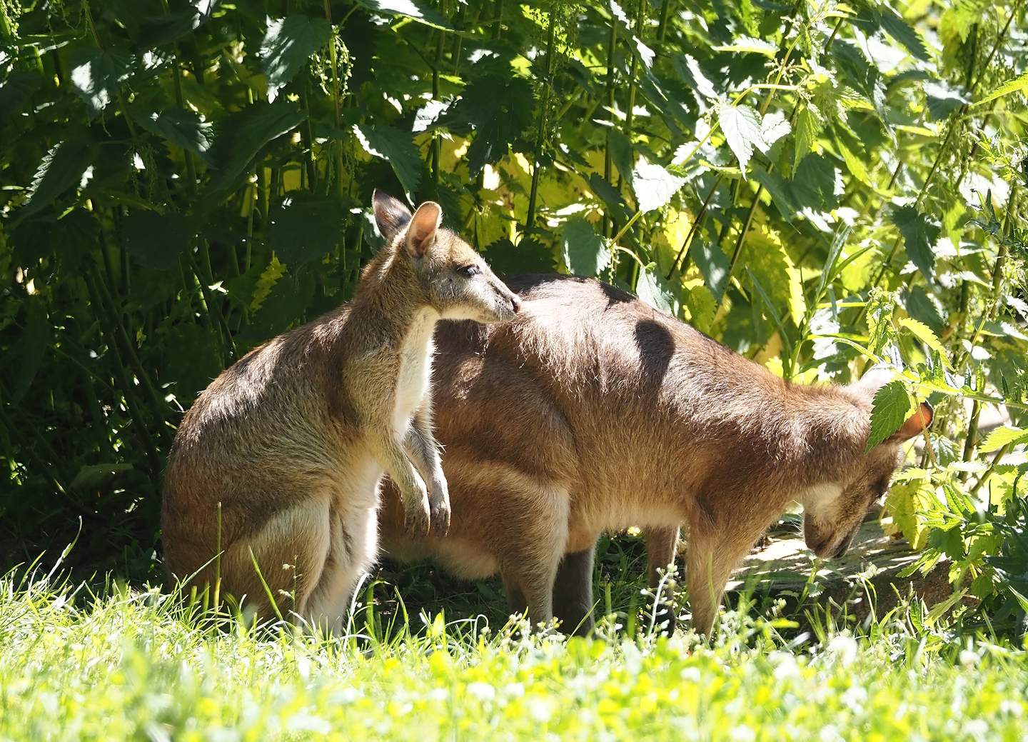 Agile wallabies (Notamacropus agilis), 2024-06-08