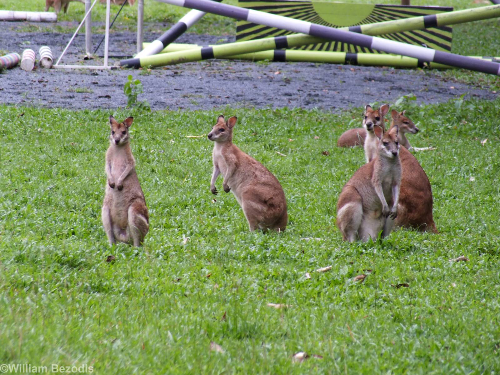Agile Wallabies