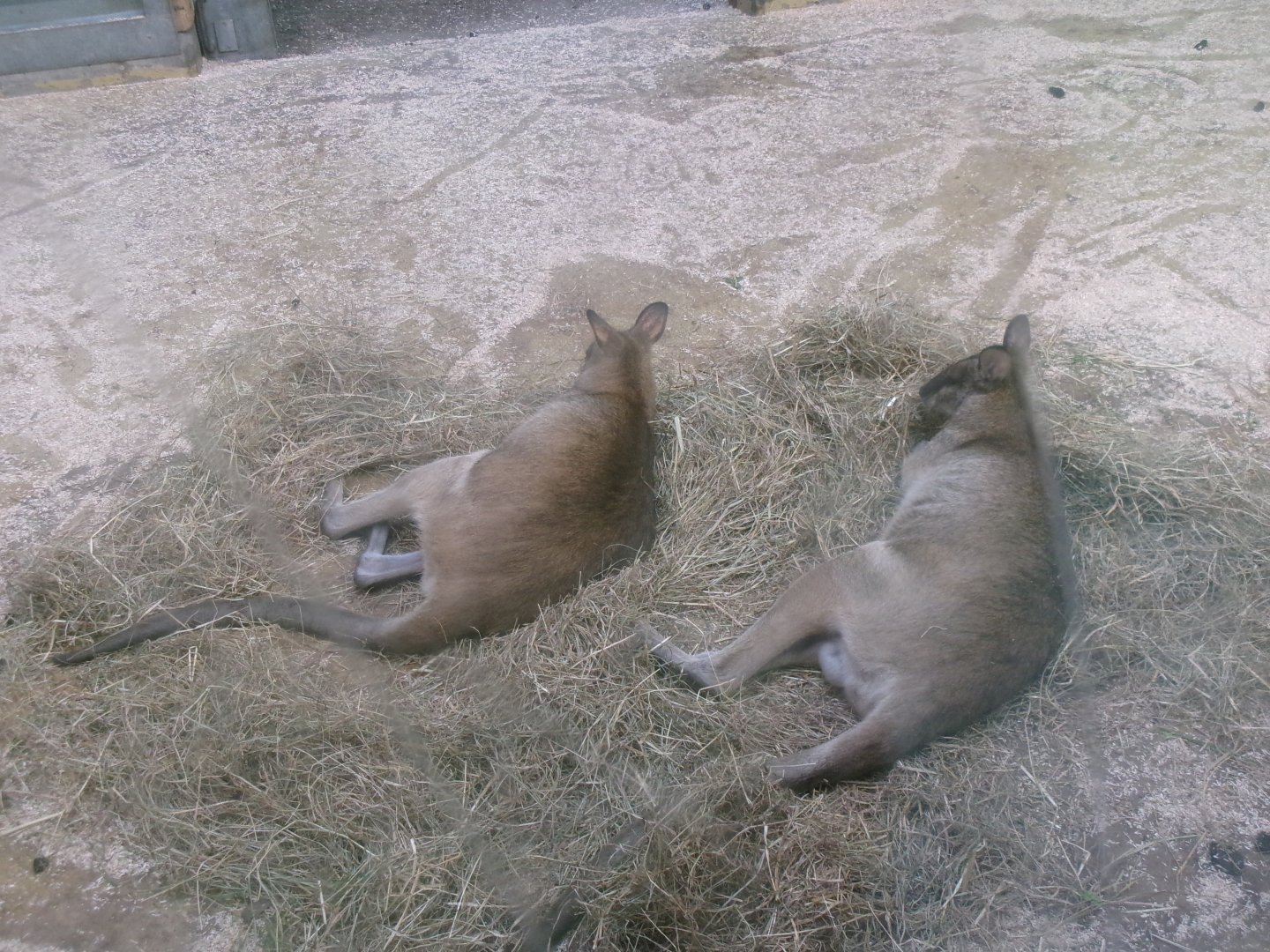 Agile wallabies