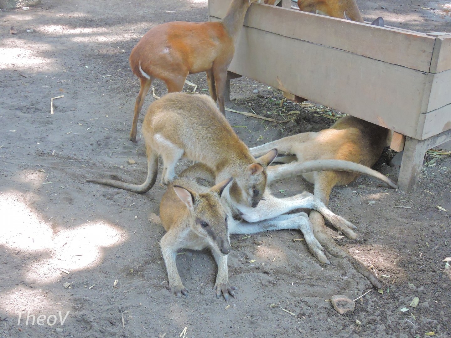 Agile wallaby [2016]