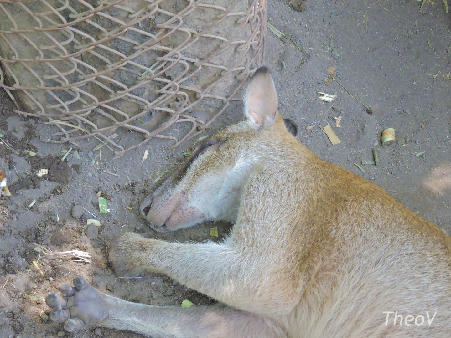 Agile wallaby [2016]