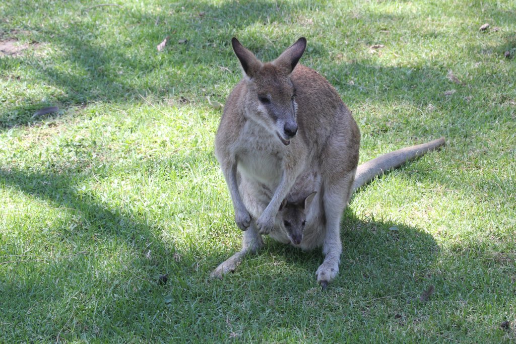 Agile Wallaby and joey