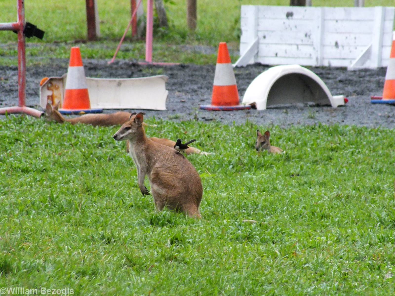 Agile Wallaby and Willie Wagtail