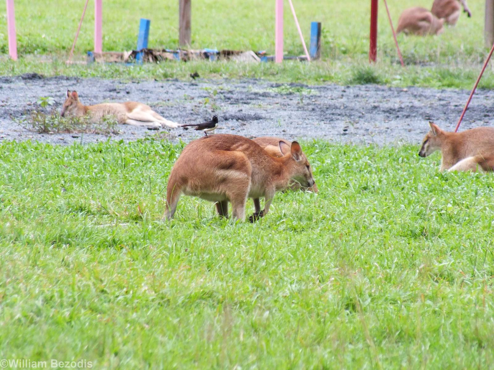Agile Wallaby and Willie Wagtail