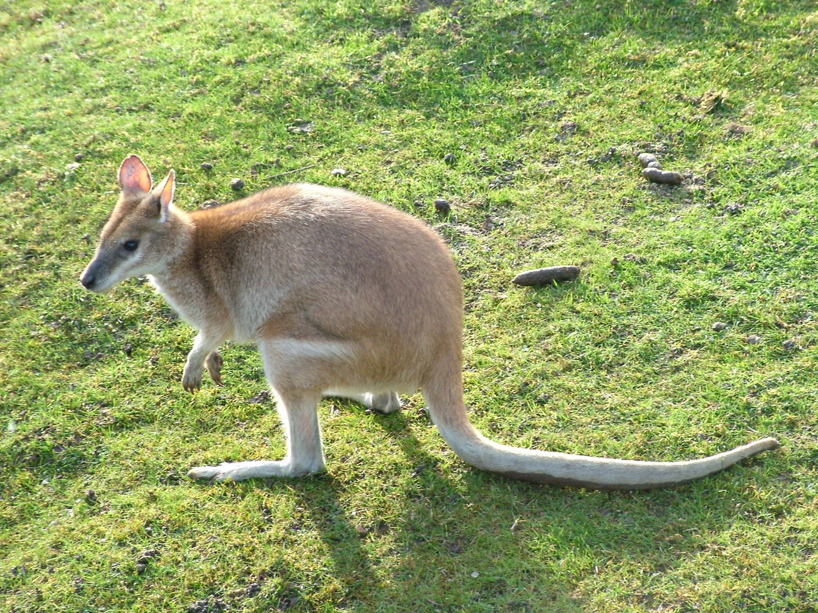 Agile Wallaby at Blackpool 26/03/10